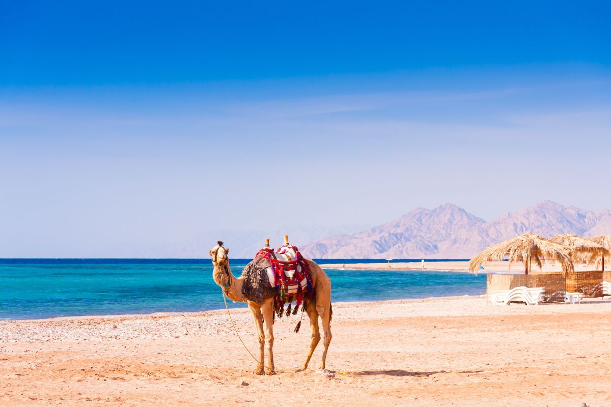 10-days-in-egypt-itinerary-hurghada-sea }}