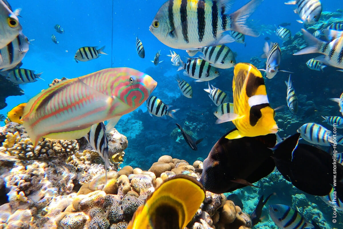 Discover the Best Marsa Alam Snorkeling Adventure }}