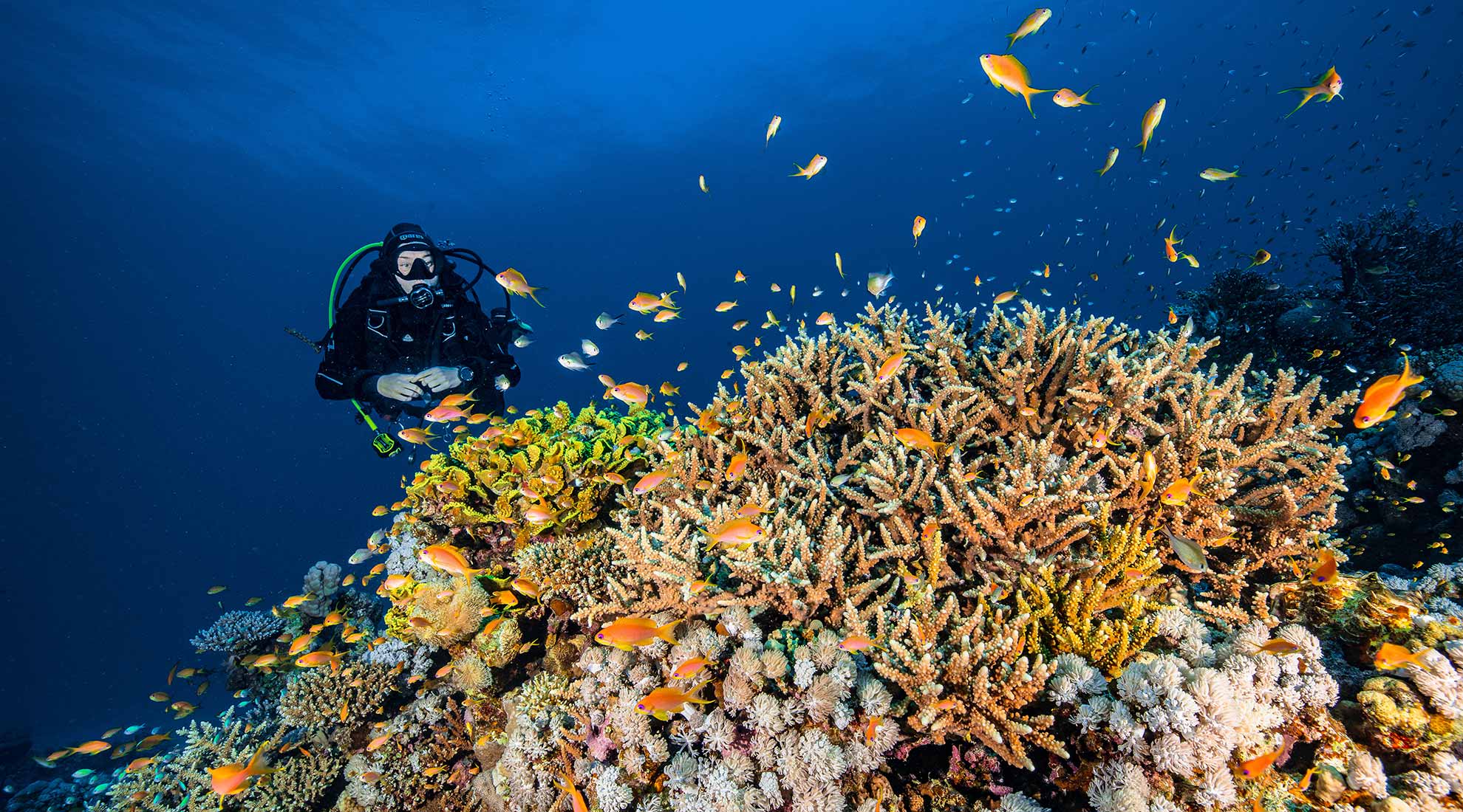 Discover the Best Marsa Alam Snorkeling Adventure }}
