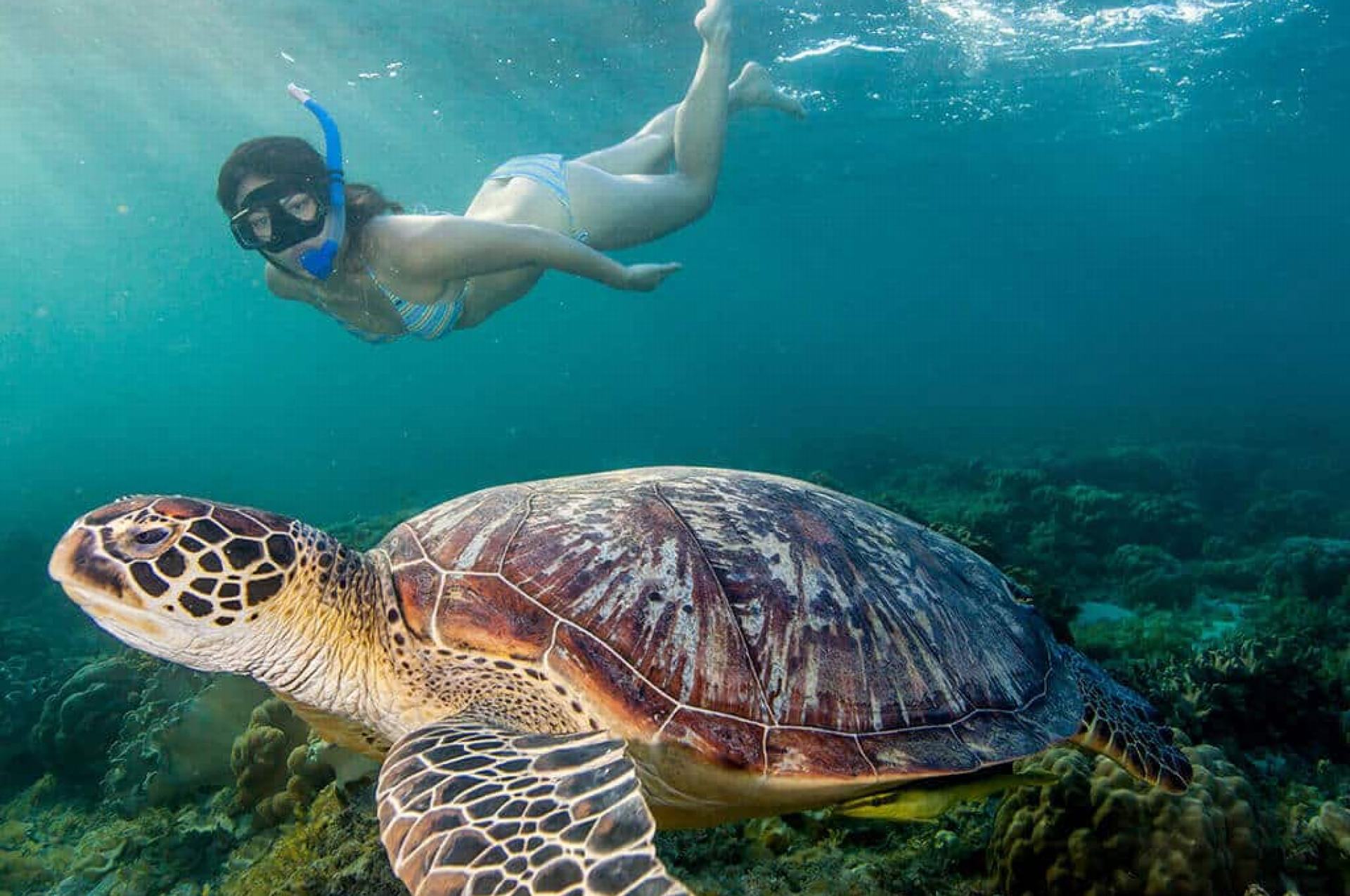 Discover the Best Marsa Alam Snorkeling Adventure }}